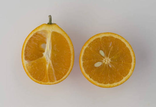 Oval Calabrese sweet orange Plant|Best Sweet Orange Tree for Home Garden