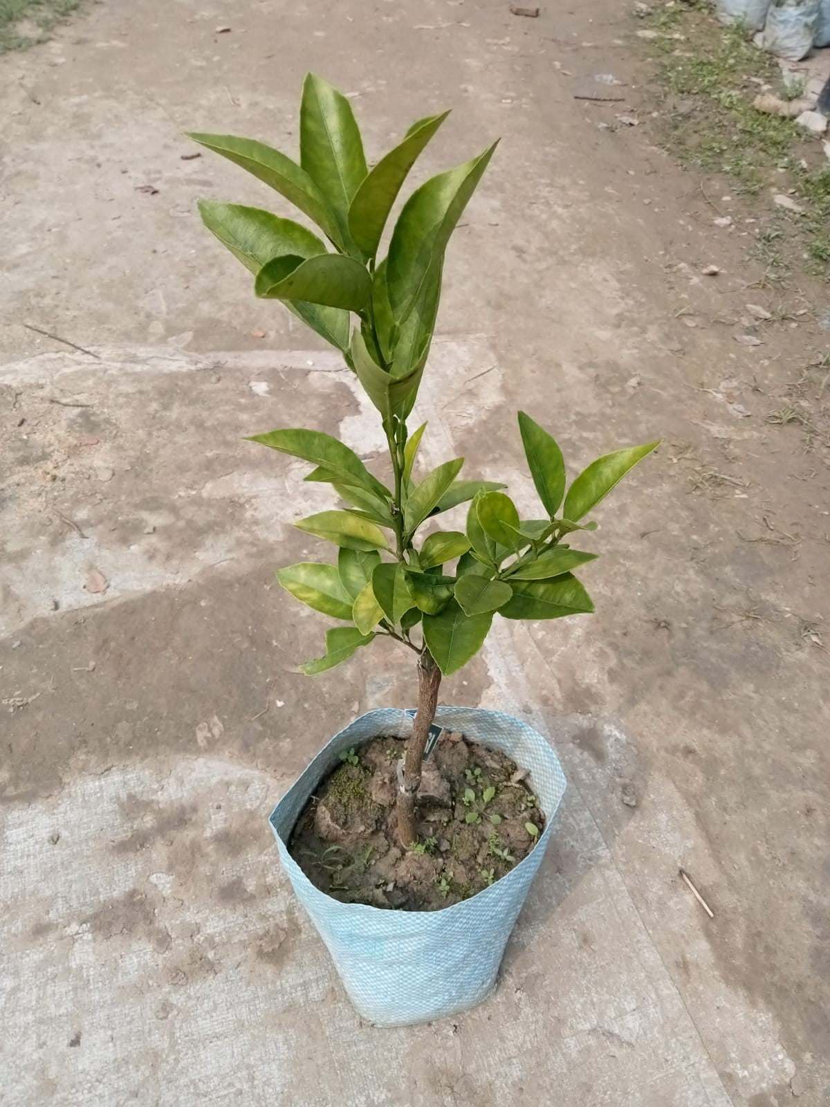 Oval Calabrese sweet orange Plant|Best Sweet Orange Tree for Home Garden