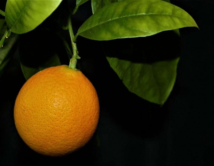 Oval Calabrese sweet orange Plant|Best Sweet Orange Tree for Home Garden