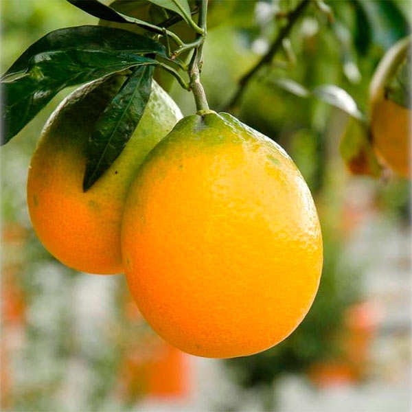 Oval Calabrese sweet orange Plant|Best Sweet Orange Tree for Home Garden