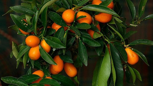 Oval Calabrese sweet orange Plant|Best Sweet Orange Tree for Home Garden
