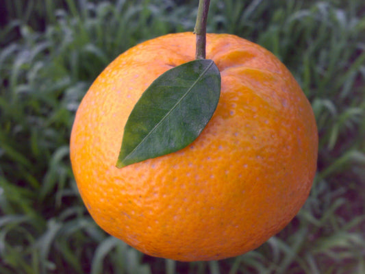 Pau Kinnow Orange Plant|Buy Pau Kinnow Orange Plant Online