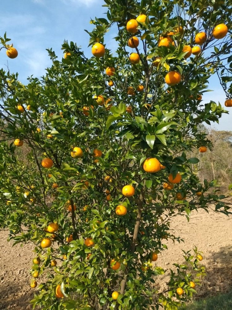 Pau Kinnow Orange Plant|Buy Pau Kinnow Orange Plant Online