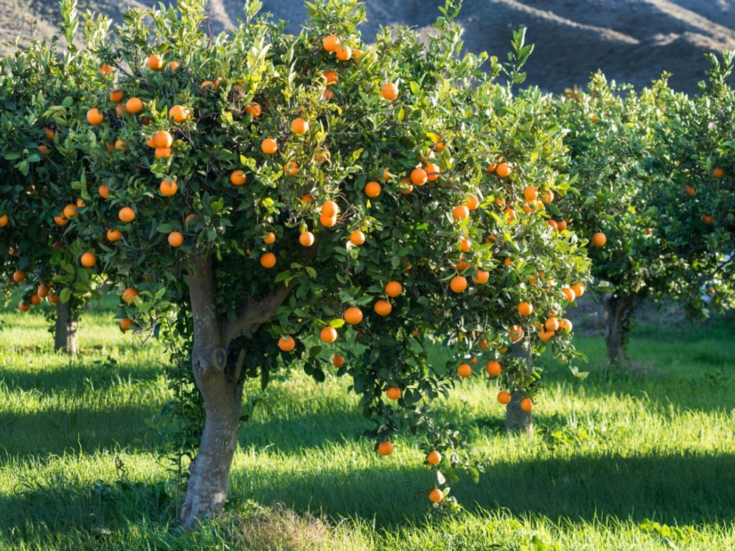 Pau Kinnow Orange Plant|Buy Pau Kinnow Orange Plant Online
