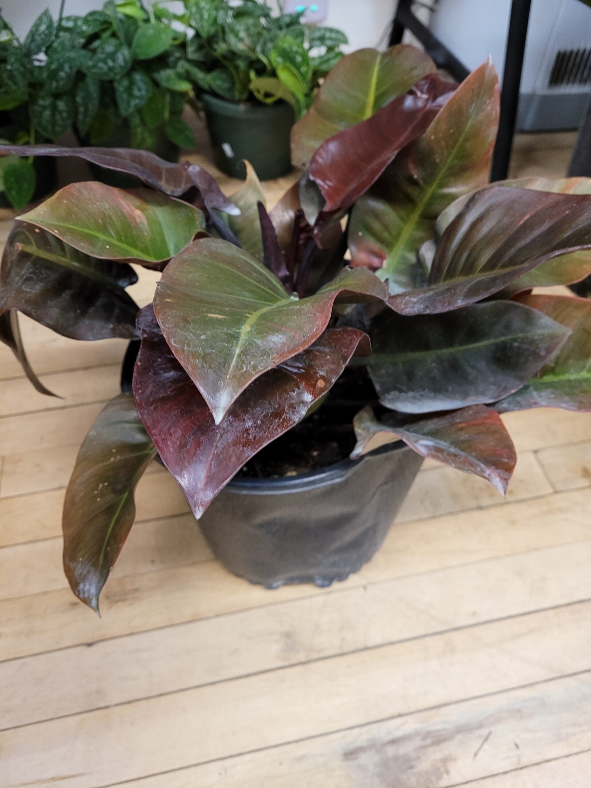 philodendron black emerald The Philodendron 'Black Cardinal' |Philodendron Black Cardinal for sal – PlantsKingdom