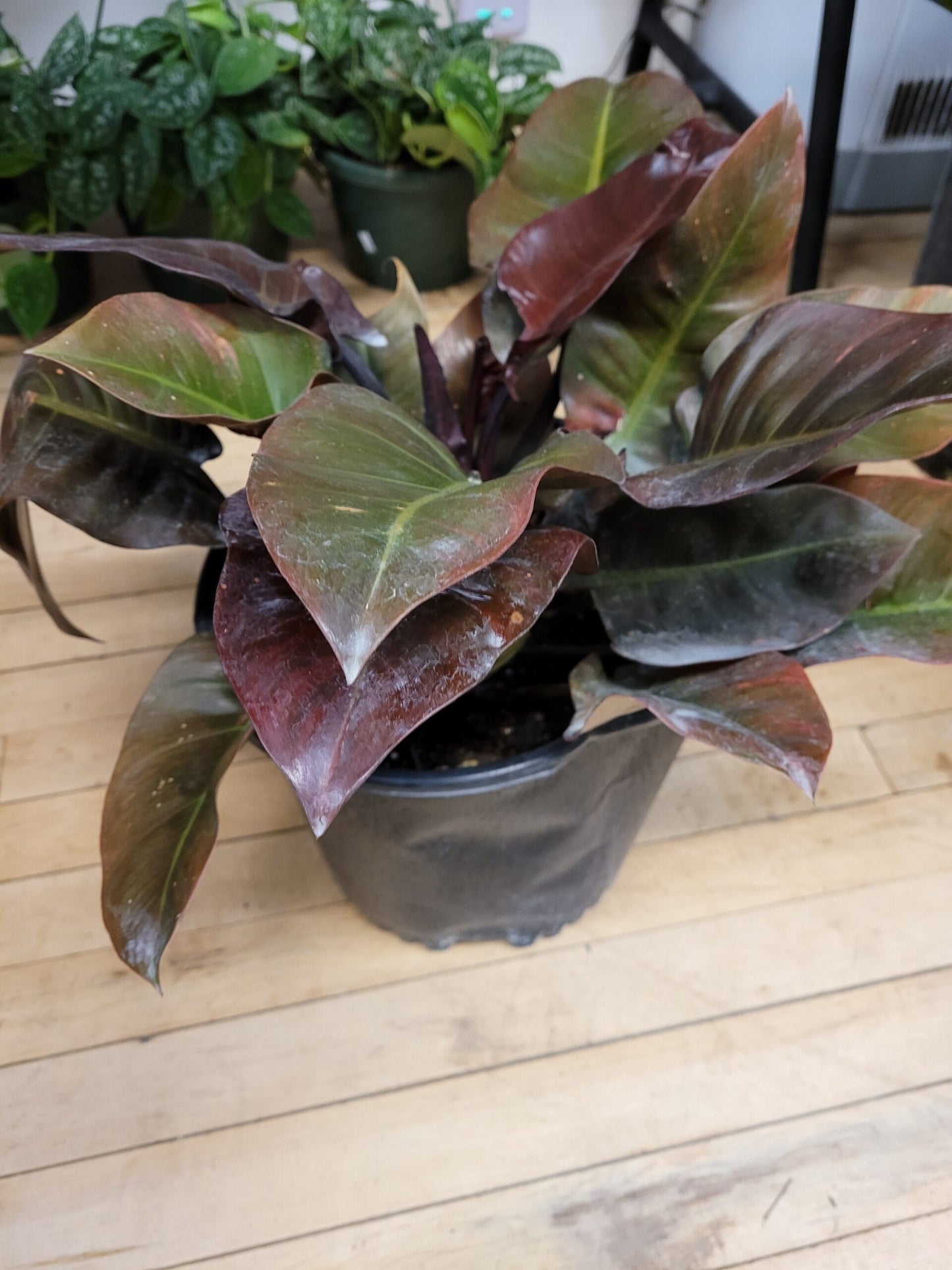 The Philodendron 'Black Cardinal' |Philodendron Black Cardinal for sale|Tropical houseplant for sale