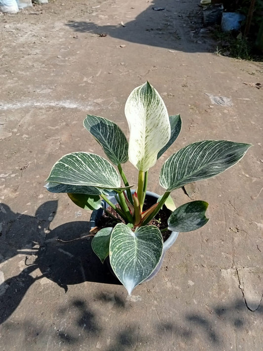 The Philodendron 'Birkin' Plant|Rare Philodendron Birkin plant