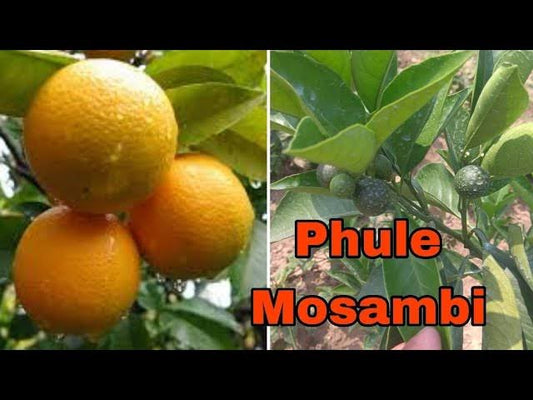 Phule Mosambi Plant|Phule Mosambi citrus tree for sale