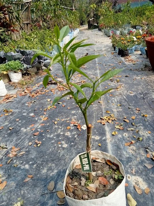 Phule Mosambi Plant|Phule Mosambi citrus tree for sale