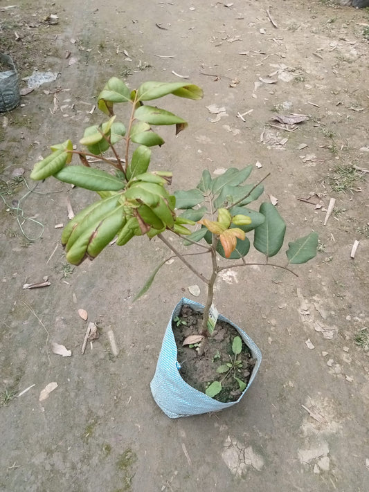 Pink Ping Pong Longan |Grafted Pink Ping Pong Longan