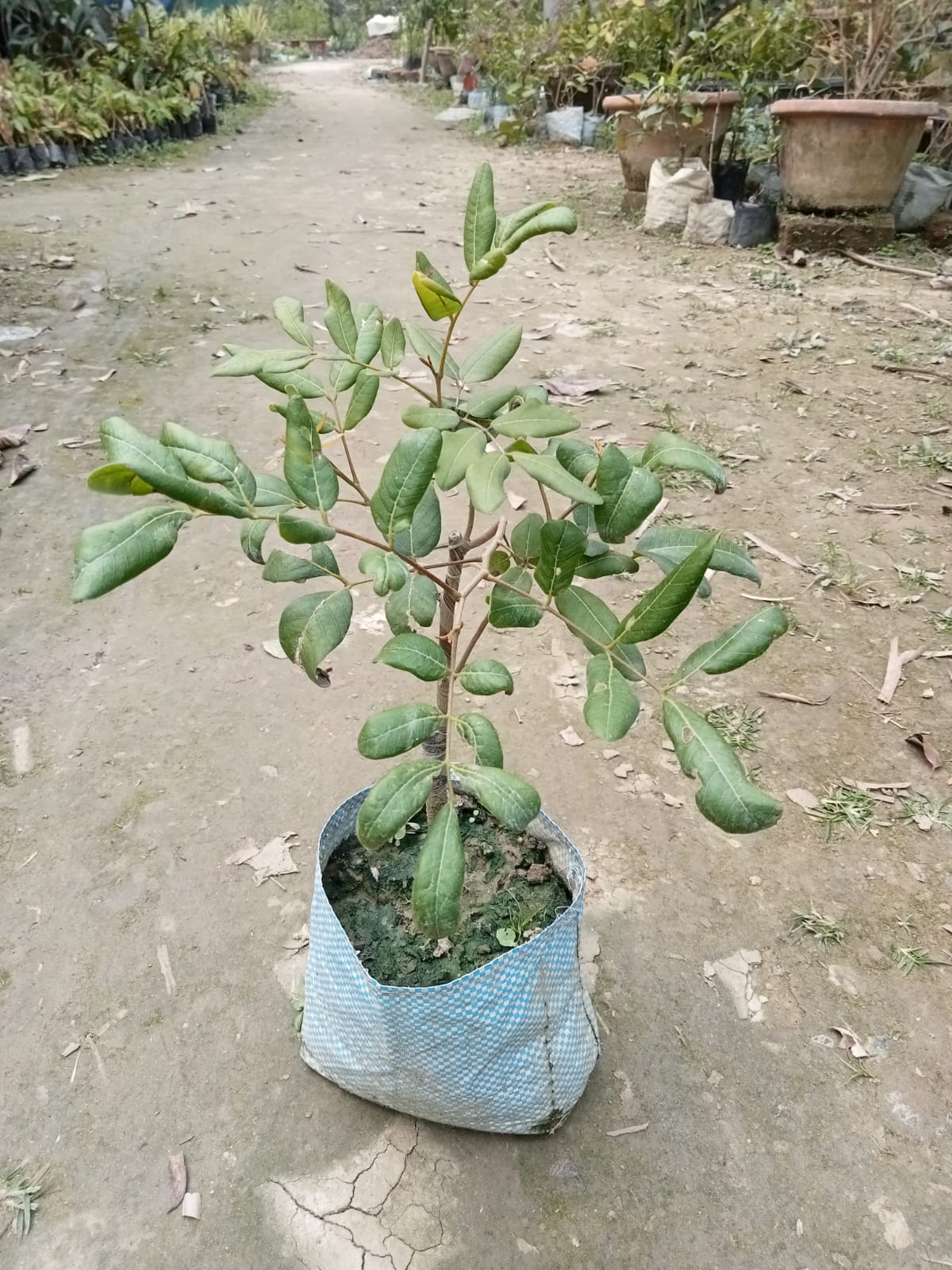 Pink Ping Pong Longan |Grafted Pink Ping Pong Longan