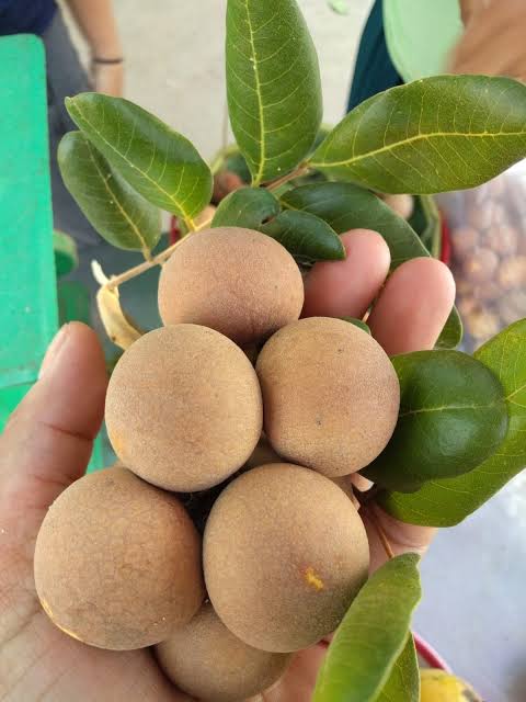 Pink Ping Pong Longan |Grafted Pink Ping Pong Longan