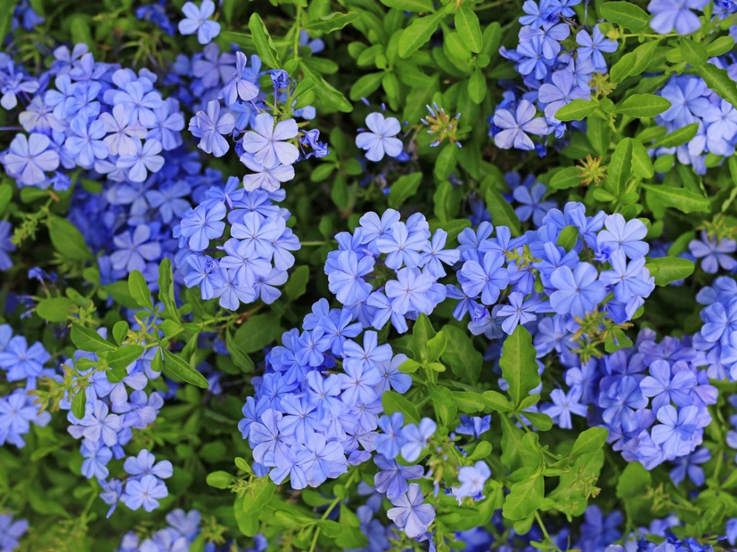 Plumbago Flower Plant|Online nursery for Plumbago plant
