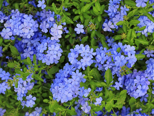 Plumbago Flower Plant|Online nursery for Plumbago plant