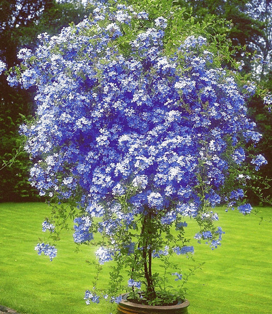 Plumbago Flower Plant|Online nursery for Plumbago plant