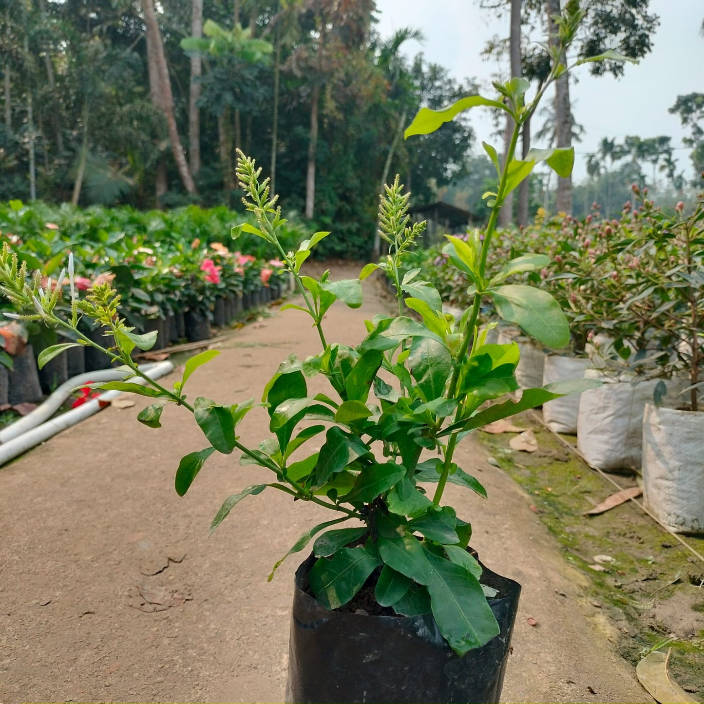 Plumbago Flower Plant|Online nursery for Plumbago plant