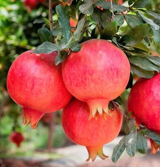 Mexican Pomegranate Plant |Mexican Pomegranate Plant for Sale