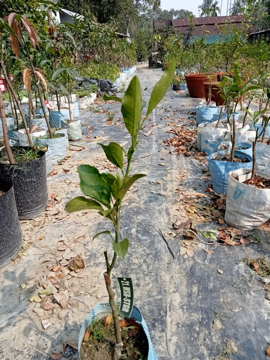 Sathgudi Mosambi (Sweet Lime) Plant|Mosambi plant online India