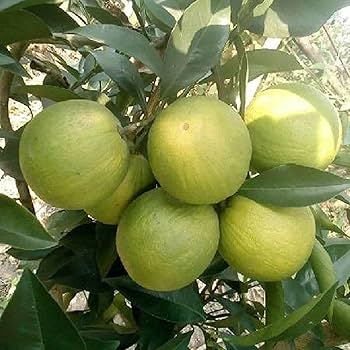 Sathgudi Mosambi (Sweet Lime) Plant|Mosambi plant online India