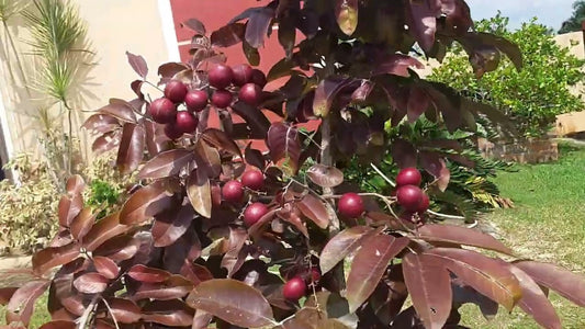 Scarllet's ruby longan Fruit Plant |Scarlett Ruby Longan plant online