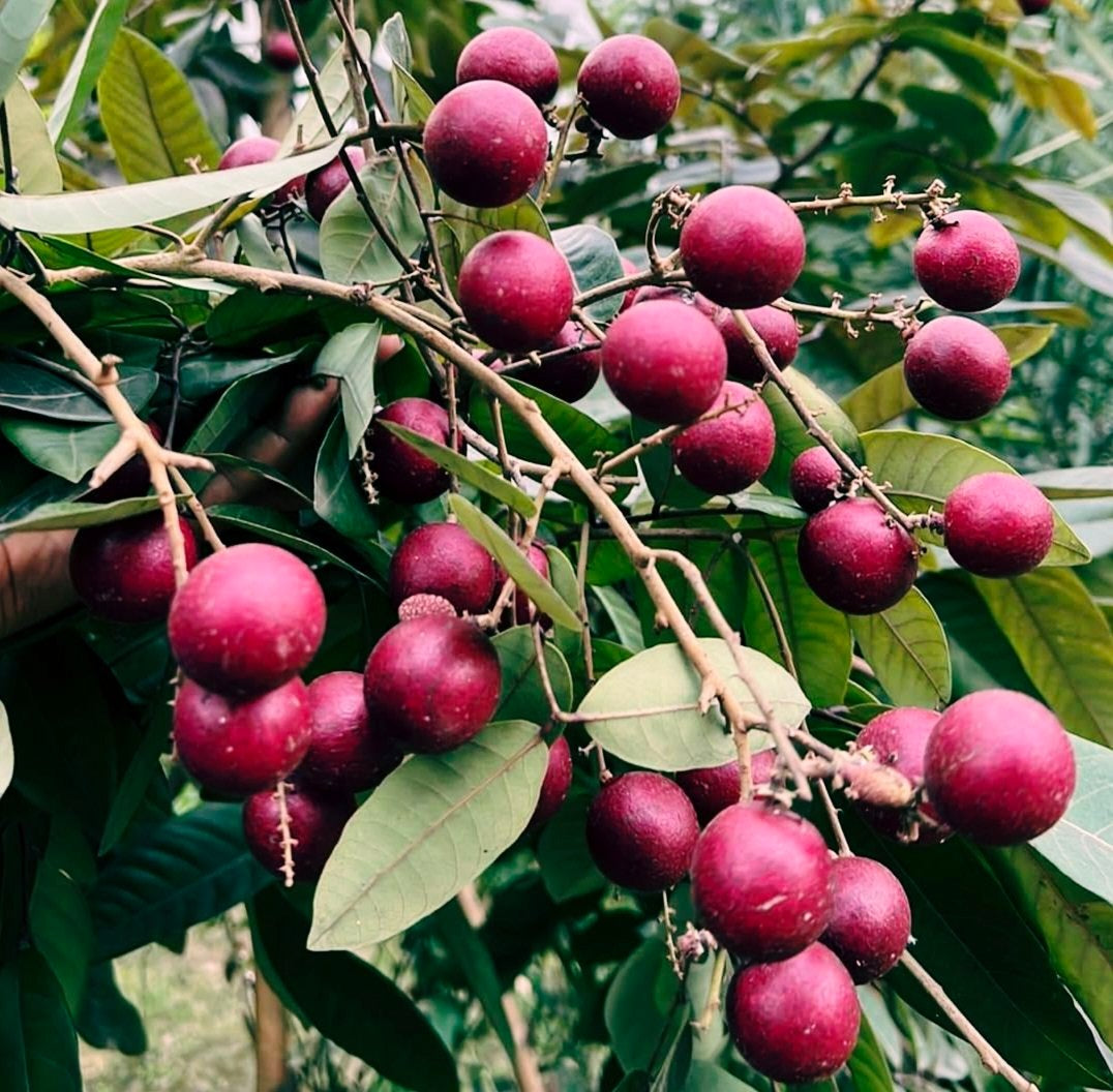 Scarllet's ruby longan Fruit Plant |Scarlett Ruby Longan plant online