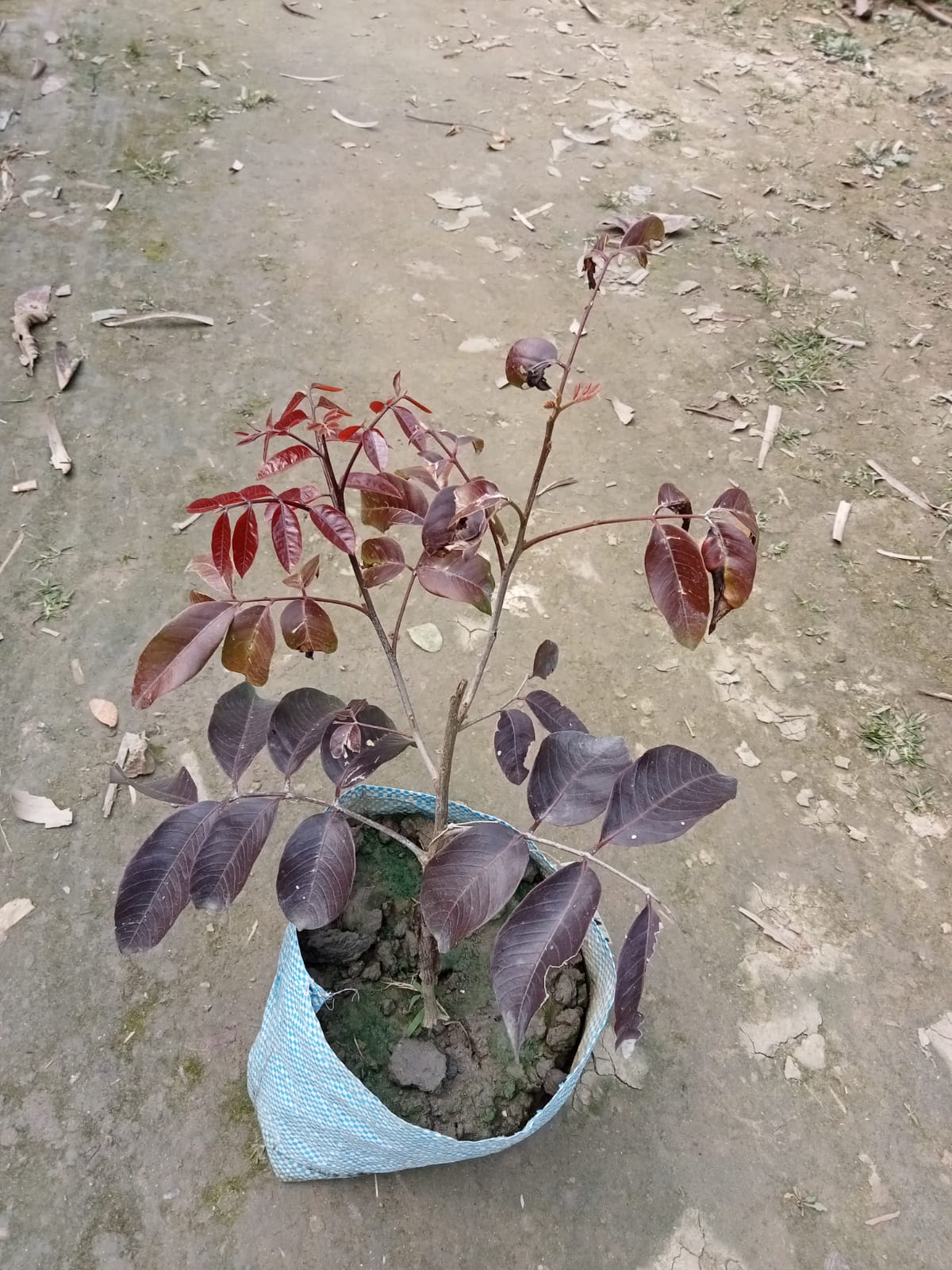 Scarllet's ruby longan Fruit Plant |Scarlett Ruby Longan plant online