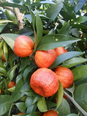 Amoa 8 Blood Mandarin|Amoa 8 Blood Mandarin Plant for Sale