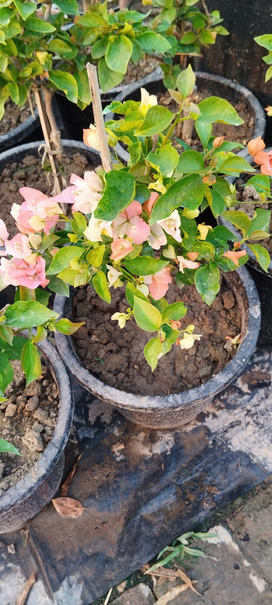 Thai Maharani Bougainvillea|Maharani Bougainvillea plant