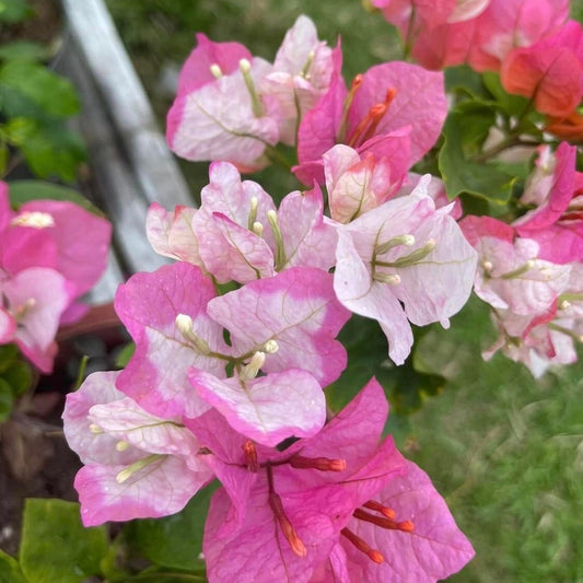 Thai Maharani Bougainvillea|Maharani Bougainvillea plant