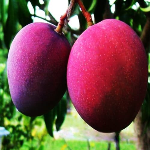 Tommy Atkins Mango Plant|Buy Tommy Atkins Mango Plant Online