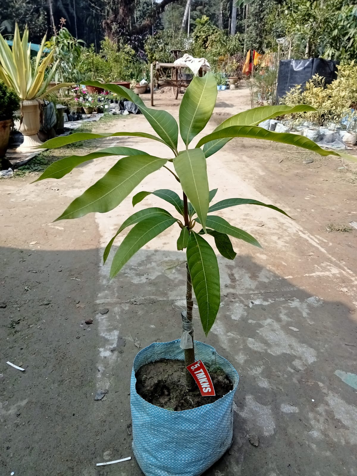 Tommy Atkins Mango Plant|Buy Tommy Atkins Mango Plant Online
