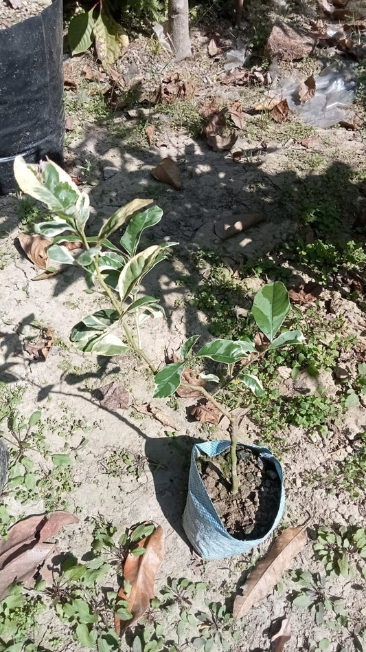 Variegated Pink Eureka Lemon|Buy Pink Variegated Lemon plant