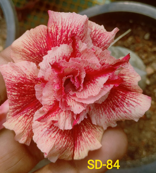 Adenium Rosy Variety Flower Plant|Buy Adenium Rosy Flower Plant Online|Adenium Desert Rose Rosy Color for Sale
