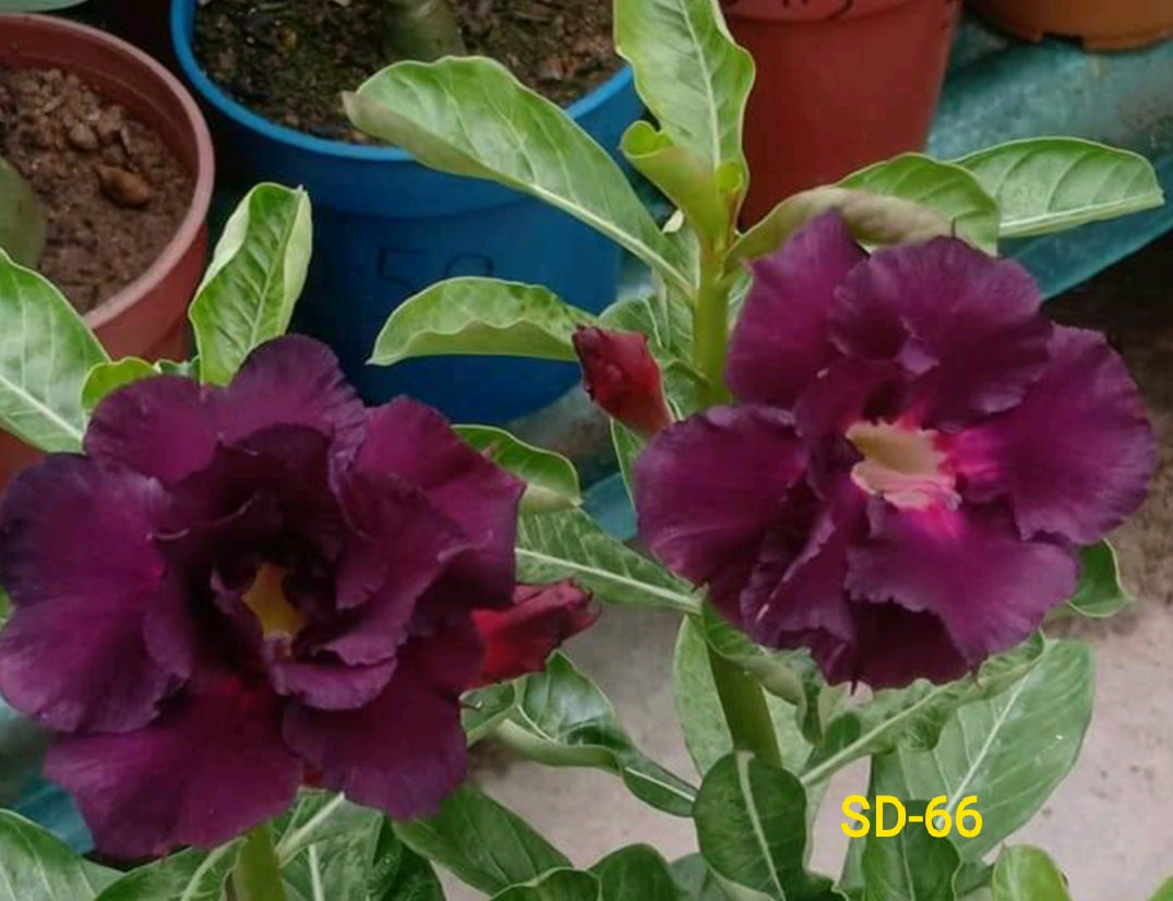 Adenium Rosy Variety Flower Plant|Buy Adenium Rosy Flower Plant Online|Adenium Desert Rose Rosy Color for Sale