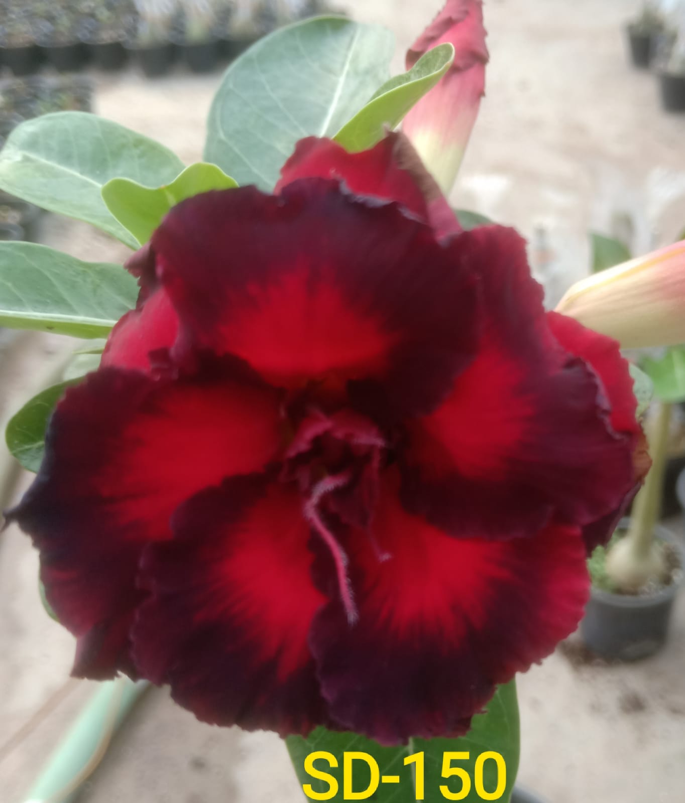 Adenium Rosy Variety Flower Plant|Buy Adenium Rosy Flower Plant Online|Adenium Desert Rose Rosy Color for Sale