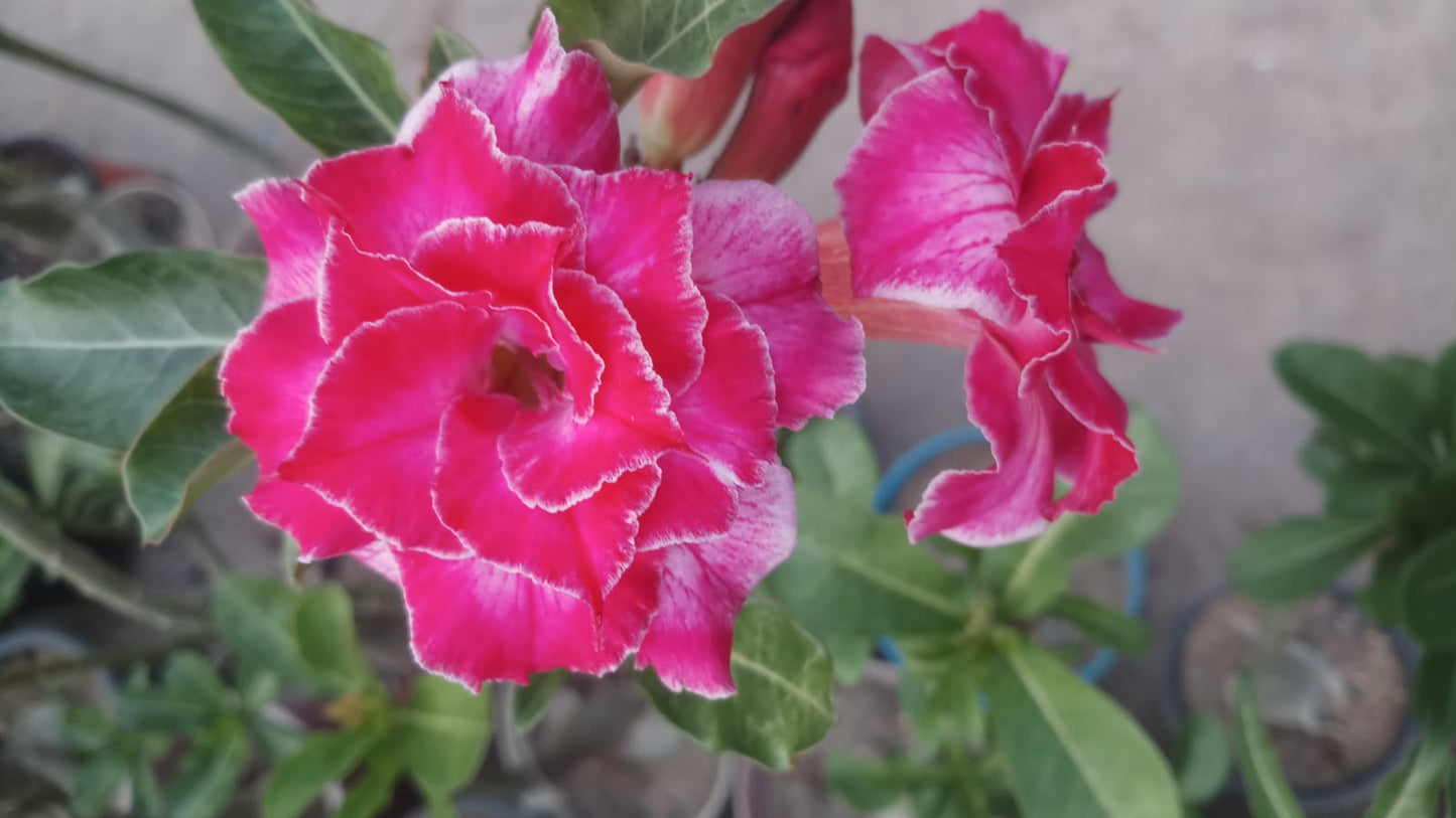 Adenium Rosy Variety Flower Plant|Buy Adenium Rosy Flower Plant Online|Adenium Desert Rose Rosy Color for Sale
