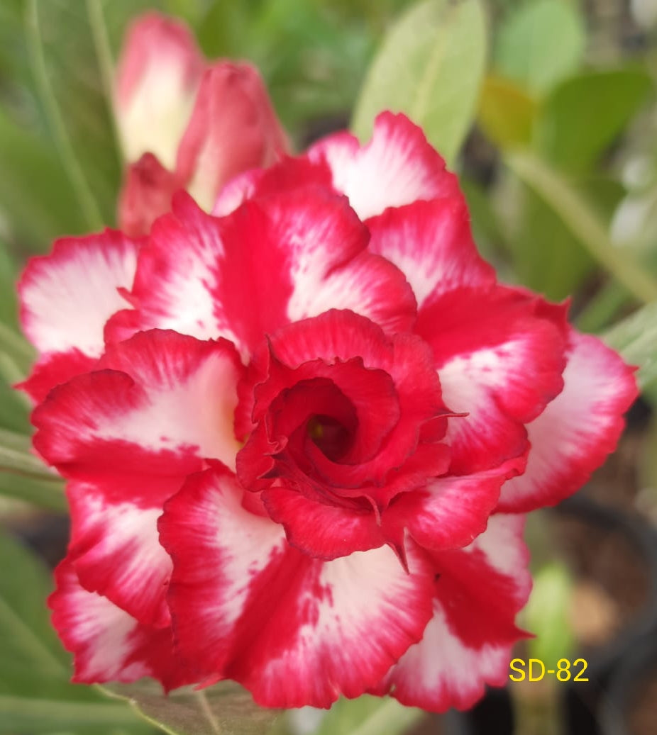 Adenium Rosy Variety Flower Plant|Buy Adenium Rosy Flower Plant Online|Adenium Desert Rose Rosy Color for Sale