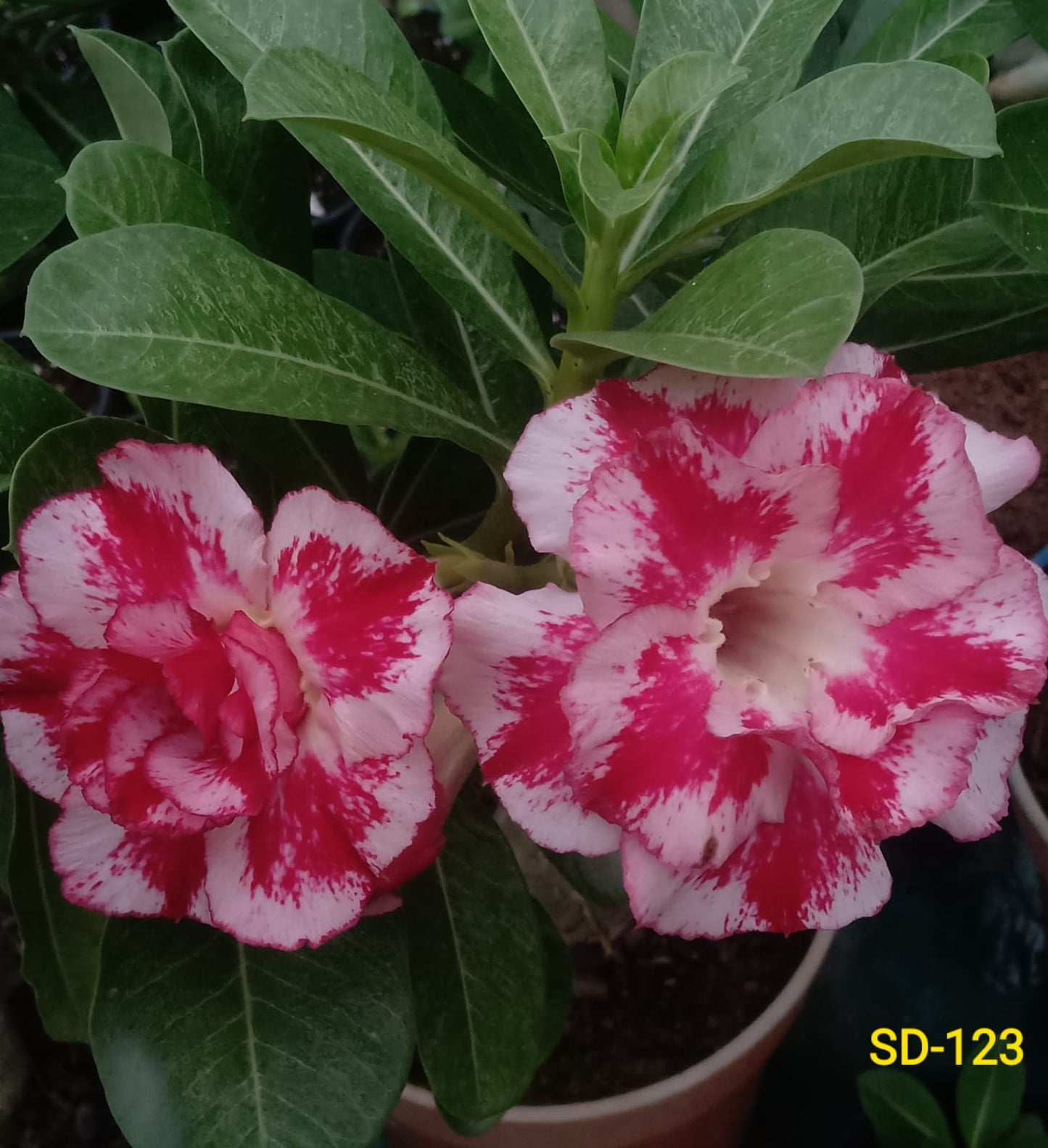Adenium Rosy Variety Flower Plant|Buy Adenium Rosy Flower Plant Online|Adenium Desert Rose Rosy Color for Sale