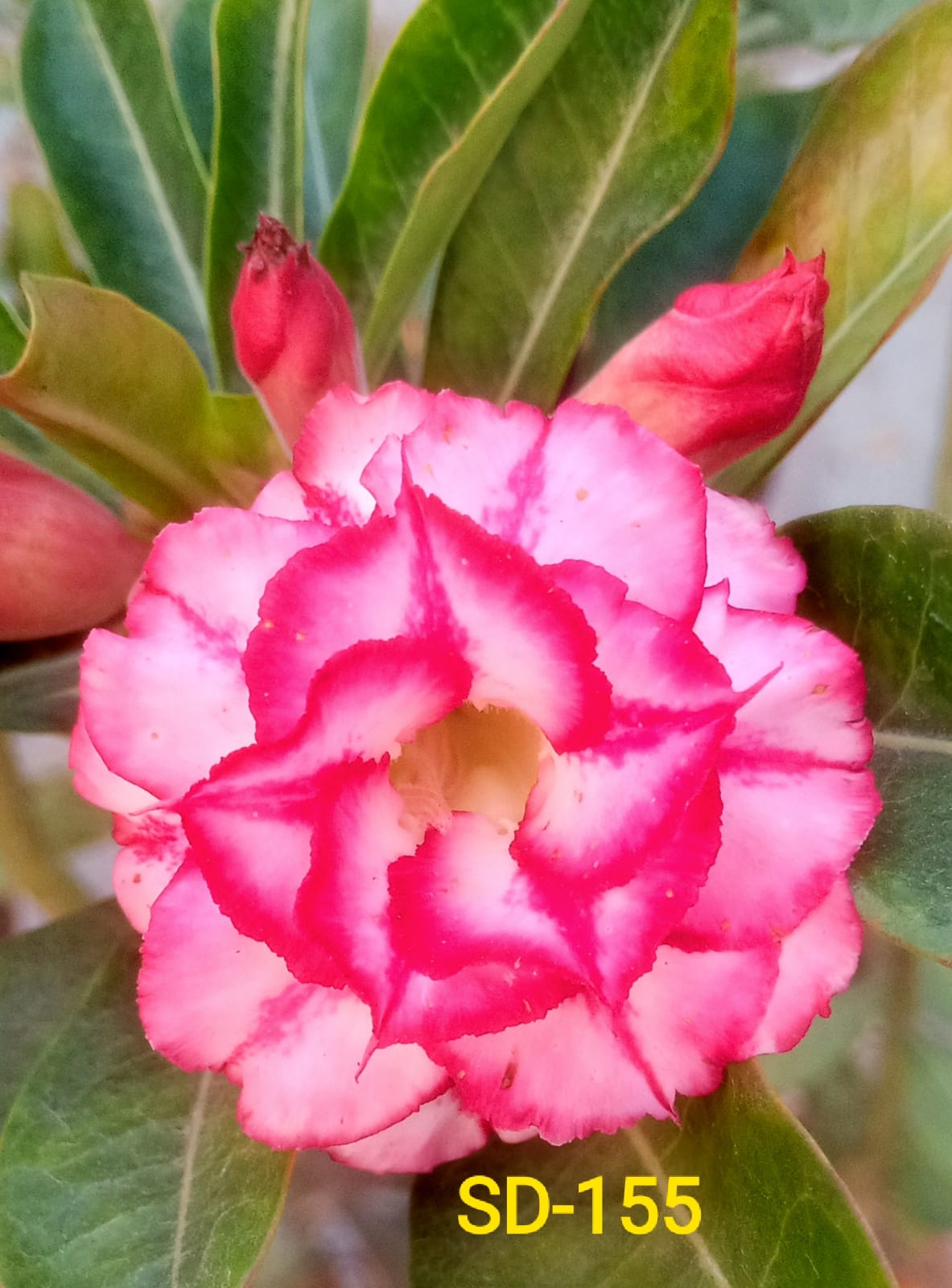 Adenium Rosy Variety Flower Plant|Buy Adenium Rosy Flower Plant Online|Adenium Desert Rose Rosy Color for Sale