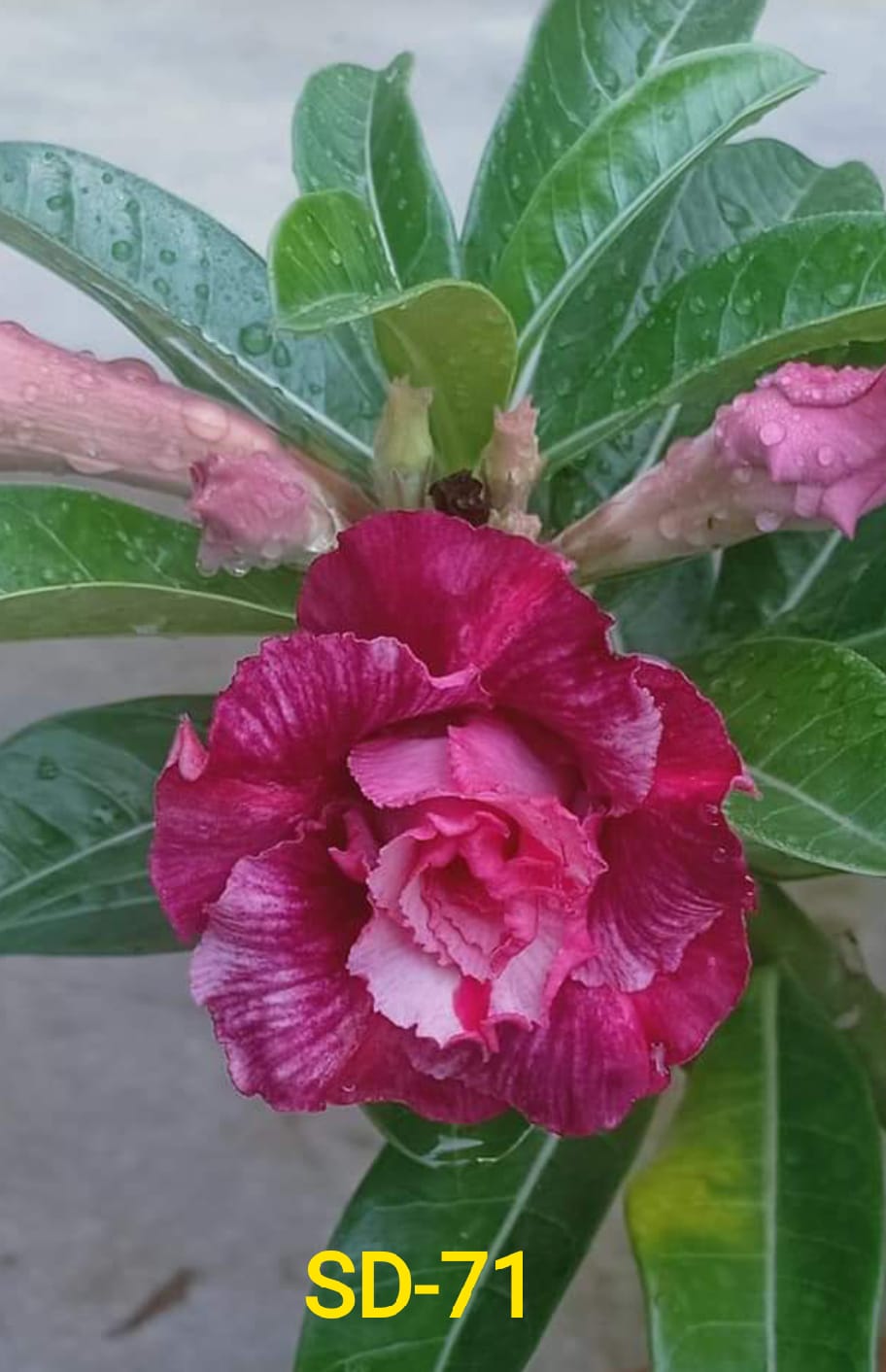 Adenium Rosy Variety Flower Plant|Buy Adenium Rosy Flower Plant Online|Adenium Desert Rose Rosy Color for Sale