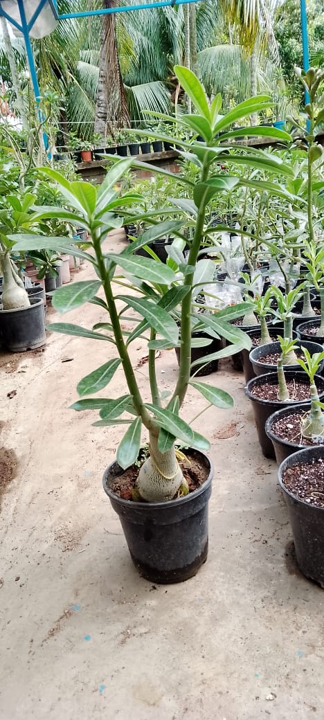 Adenium Rosy Variety Flower Plant|Buy Adenium Rosy Flower Plant Online|Adenium Desert Rose Rosy Color for Sale