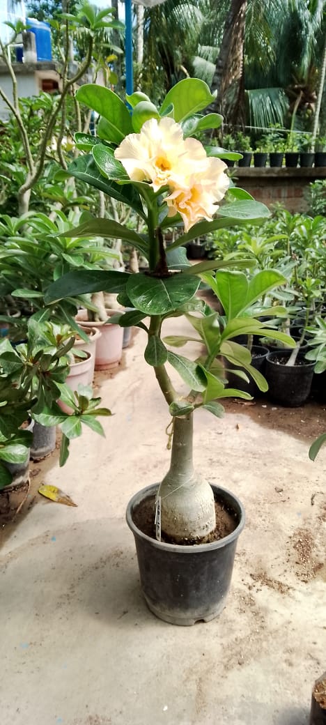 Adenium Rosy Variety Flower Plant|Buy Adenium Rosy Flower Plant Online|Adenium Desert Rose Rosy Color for Sale