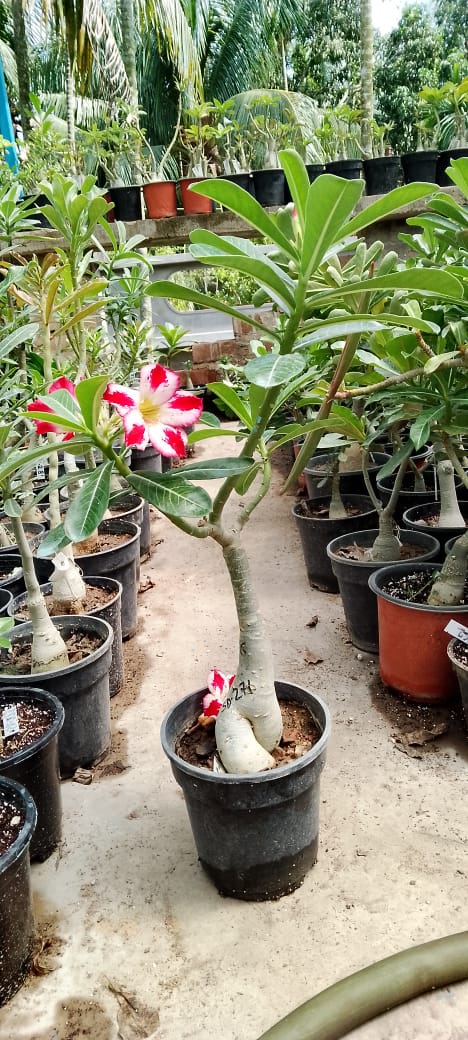 Adenium Rosy Variety Flower Plant|Buy Adenium Rosy Flower Plant Online|Adenium Desert Rose Rosy Color for Sale