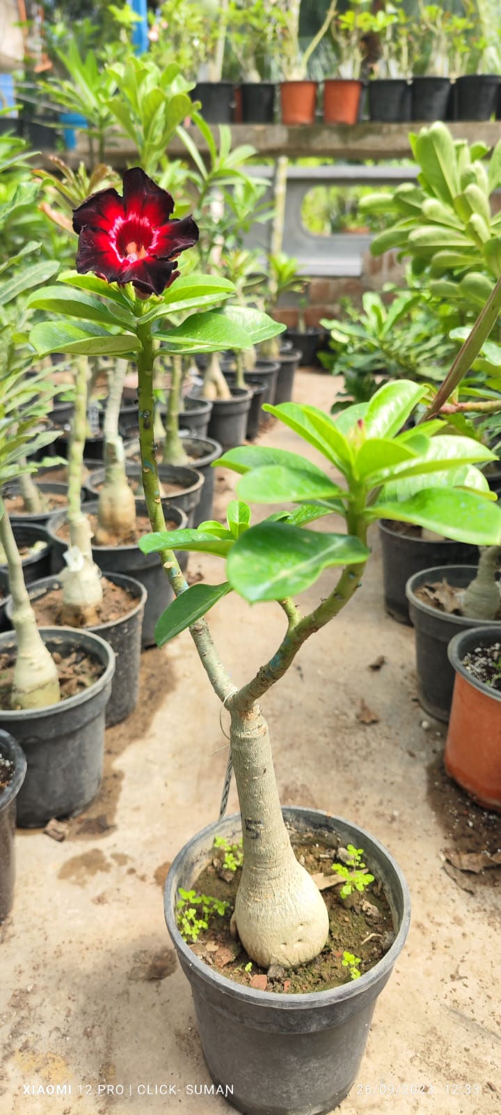 Adenium Rosy Variety Flower Plant|Buy Adenium Rosy Flower Plant Online|Adenium Desert Rose Rosy Color for Sale