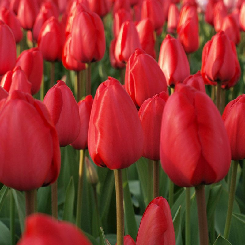 Tulip Flower Bulb Set for 5 | Buy Tulip Flower Bulb