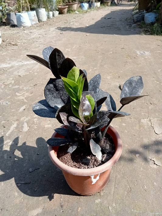The Zz Ravan or Black Zz Plant|Unique House Plant