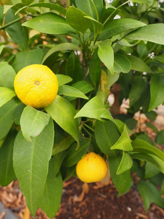 Amoa 8 Blood Mandarin|Amoa 8 Blood Mandarin Plant for Sale