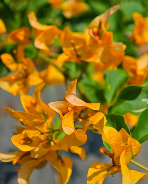 The Thai Chilli Yellow Bougainvillea (Bougainvillea glabra)|Yellow Bougainvillea Sale