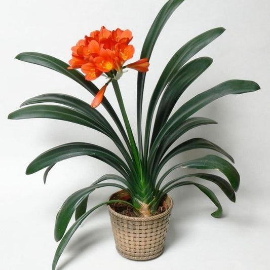 Clivia plants|Best Place to Buy Clivia Plants|Clivia Plants for Sale