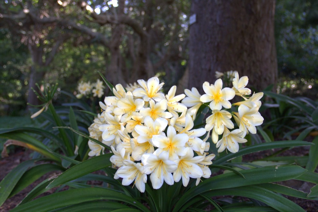 Clivia plants|Best Place to Buy Clivia Plants|Clivia Plants for Sale